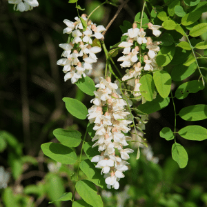 Photo of a beautiful locust tree blossom to describe the locust groves in Locust Grove, Georgia near the Heron Bay master-planned community.