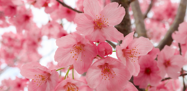 close up of cherry blossoms in bloom