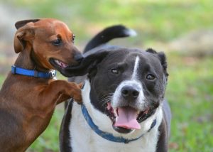 Dog Park