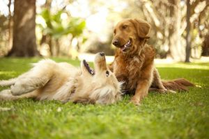 Dogs playing in dog park