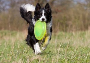 dog park playing frisbee