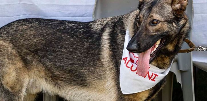 canine pet rescue alumni