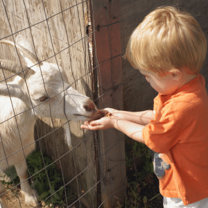 Photo of a child petting a goat at a petting zoo to advertise corn mazes in Georgia this fall.