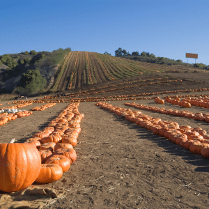 Photo of a gorgeous pumpkin patch to advertise corn mazes this season in Georgia.