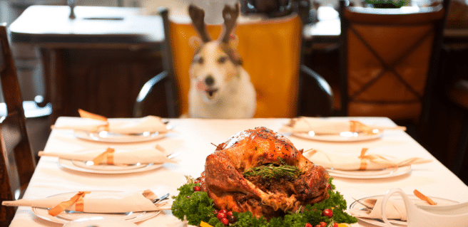 Pet Safety Tips During Thanksgiving Festivities