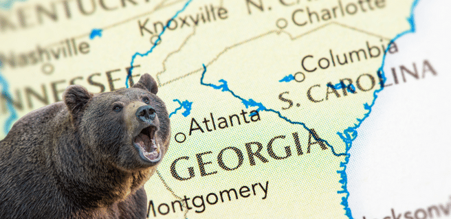 bearflation - bear and map of georgia