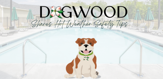 Dogwood Hot Summer Tips