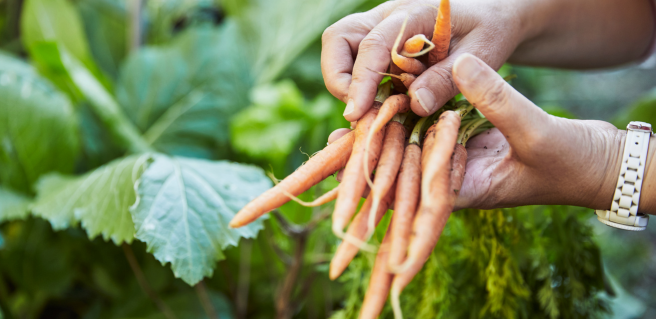 Man holding carrots freshly picked from the ground