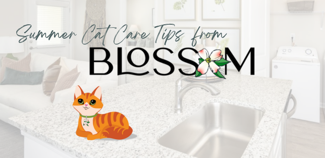 summer cat care tips from Blossom