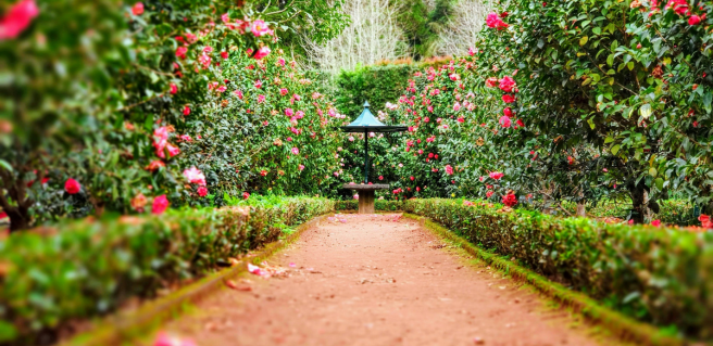 Choosing the Right Plant for Your Landscape